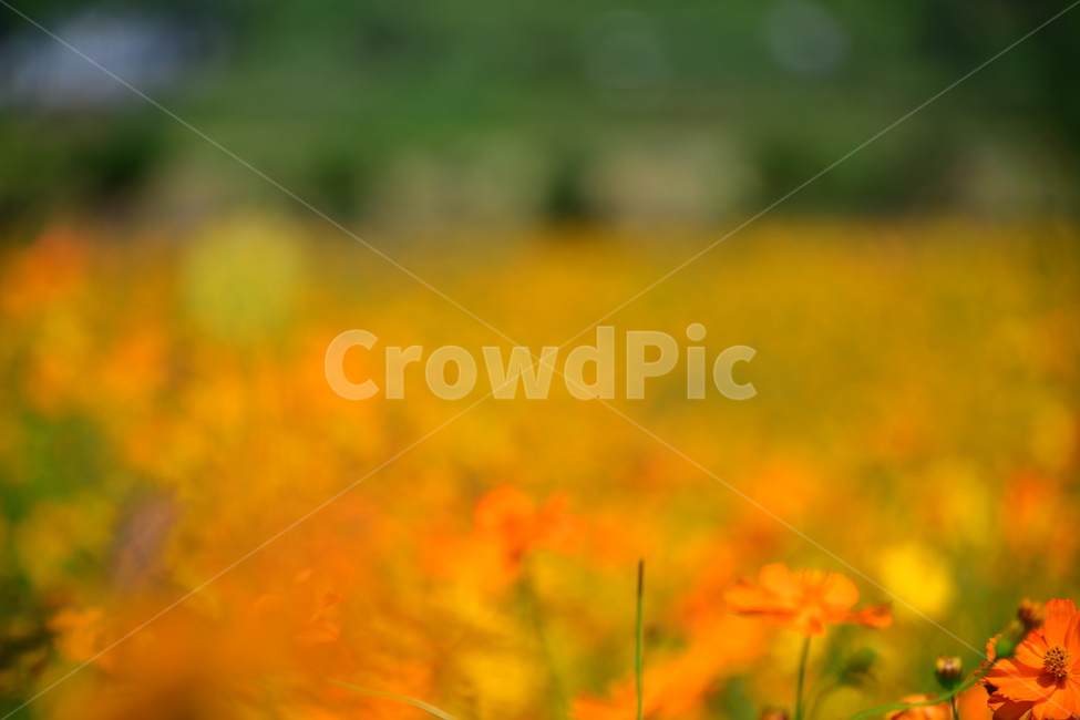 노랑,노란소스모스,가을,자연,코스모스,금계국,flower,plant,꽃,식물,자연,plants,nature,꽃,flower