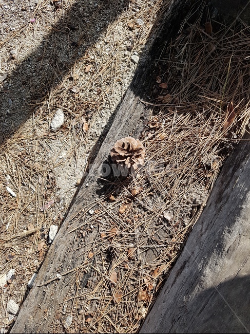 ground,바닥,흙길,솔방울,가을,겨울,갈색
