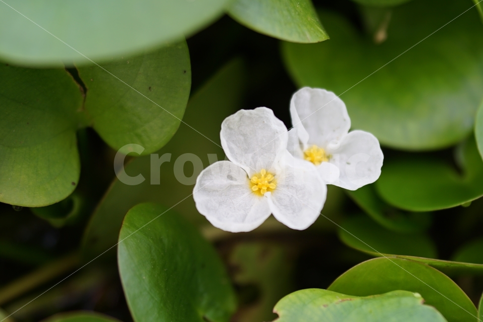 택사,연꽃,연못,싱그러움,하얀꽃,식물,자연,plants,nature,꽃,flower