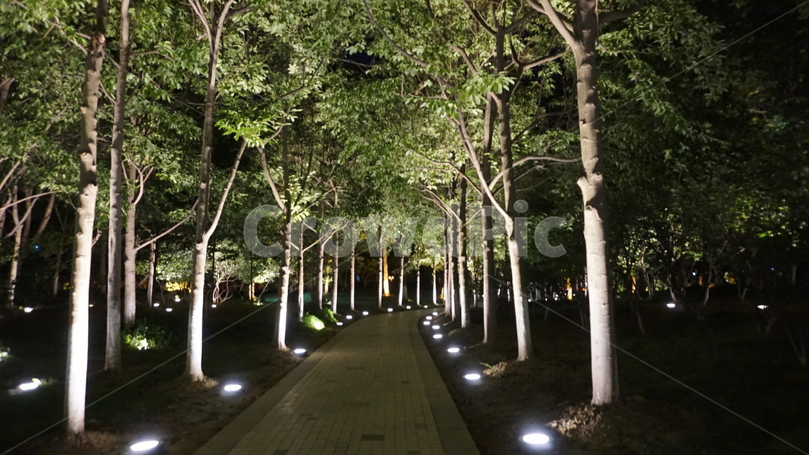중국,나무숲,조명,쑤저우,식물,나무,tree,밤,식물,자연,plants,nature,나무,trees,wood