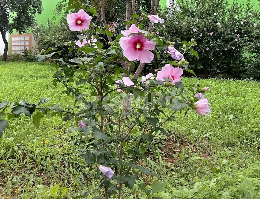 무궁화,꿀벌,자주색,나무,flower