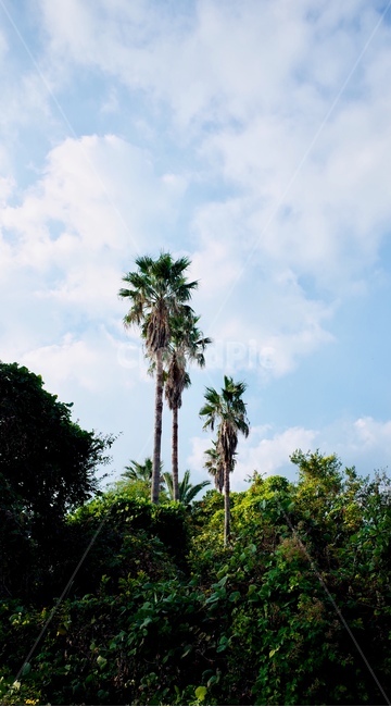 제주도,야자수,나무,풍경,landscape,tree,palmtree,jejuisland,식물,식물,자연,plants,nature,나무,trees,wood