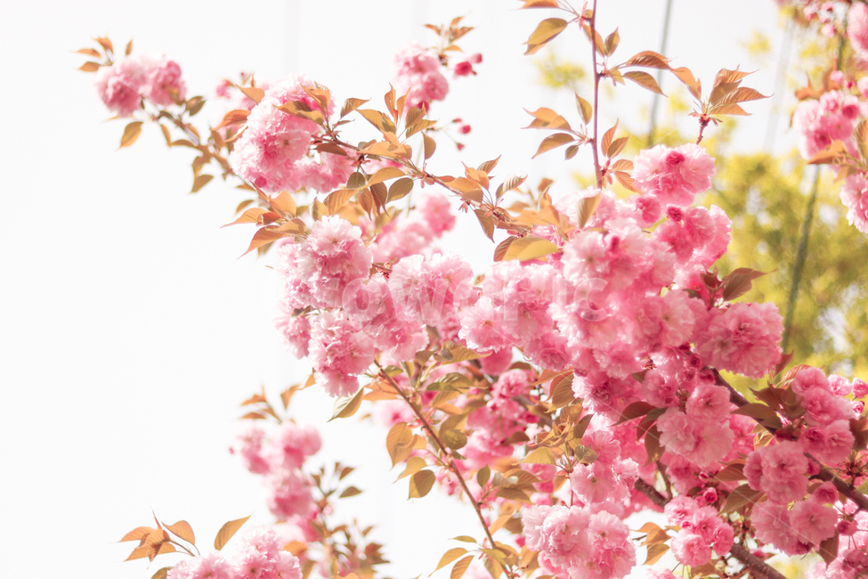 봄,벚꽃,겹벚꽃,꽃,분홍색,핑크색,핑크,4월,향기,봄,계절,spring,season,식물,자연,plants,nature,꽃,flower,휴식,힐링,rest,relaxation,healing,plant,blossom