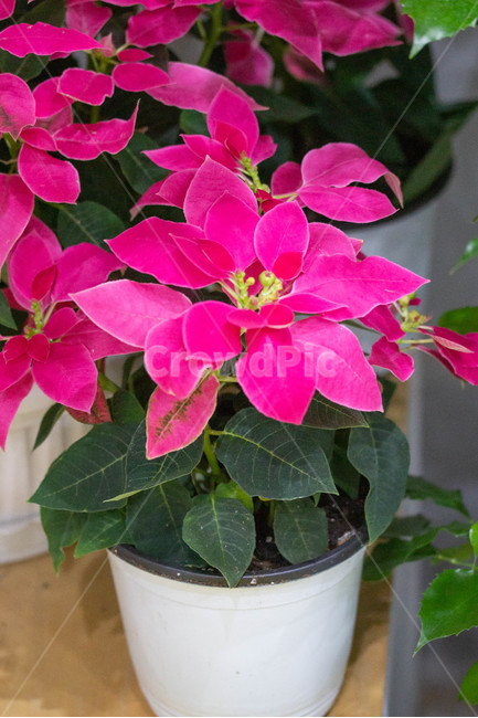 가을꽃,화단,계절,화분,plant,식물,제라늄,blossom,꽃,flower,식물,자연,plants,nature,꽃,flower
