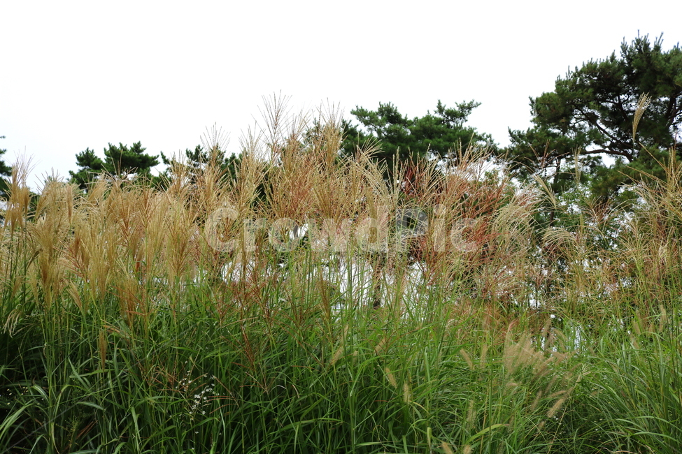 억새,풀,억새풀,식물,자연,들풀,두영,가을,식물,자연,plants,nature