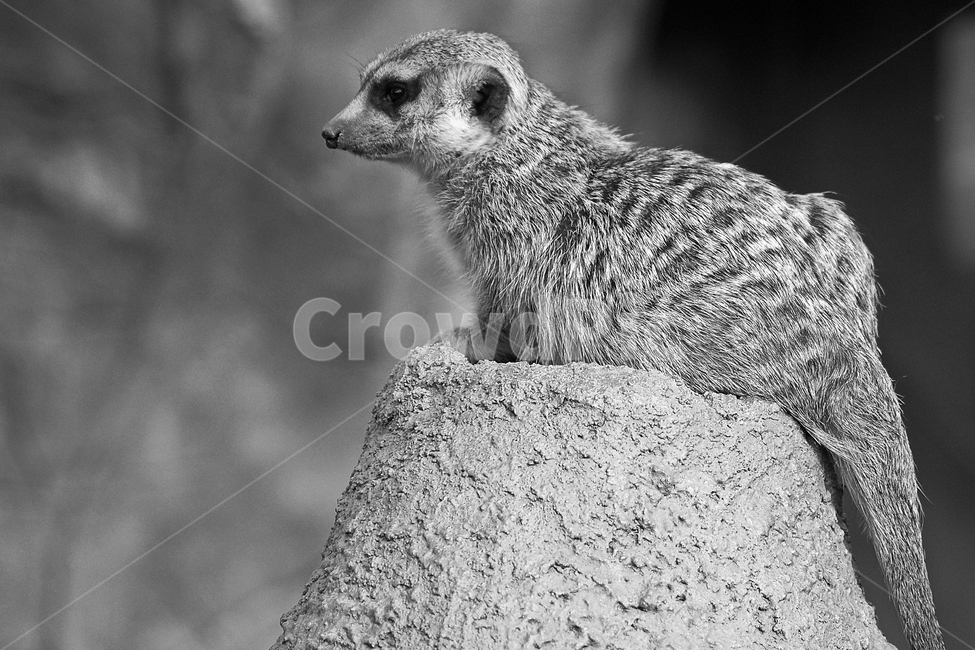 미어캣,몽구스과,meerkat,포유류,척삭동물,사막의파수꾼,흑백,동물,animal,포유류,mammal