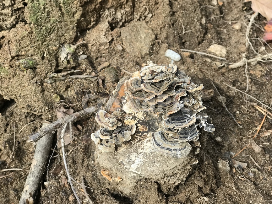 흙,진균류,버섯,나무,독버섯,버섯,mushroom