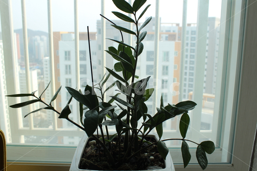 화분,항아리,jar,plant,식물,pottedplant,pottery,실내용화초,화분,화초,house plant