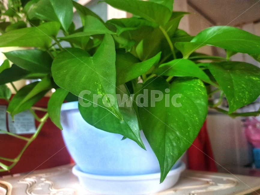 식물,초록색,leaf,잎,plant,스킨,집에서키우는,실내용화초,화분,화초,house plant