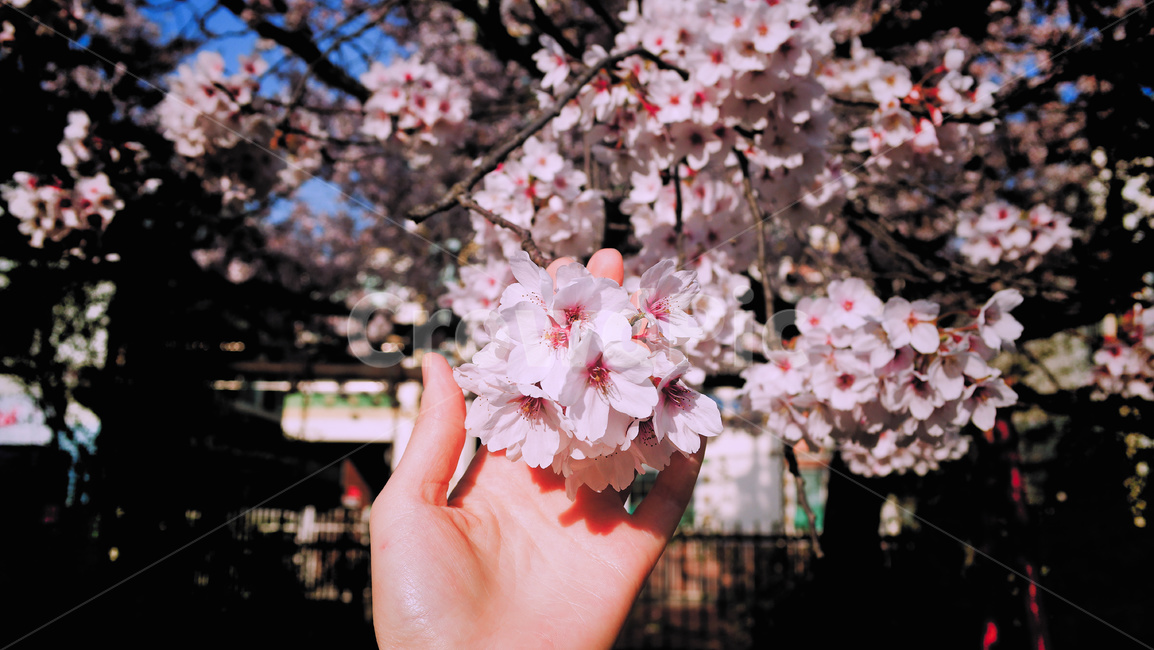 벚꽃,손,벚나무,왕벚꽃,벚꽃나무,만개,4월,봄,cherryblossom,spring,꽃,봄,계절,spring,season,식물,자연,plants,nature,꽃,flower,plant,blossom