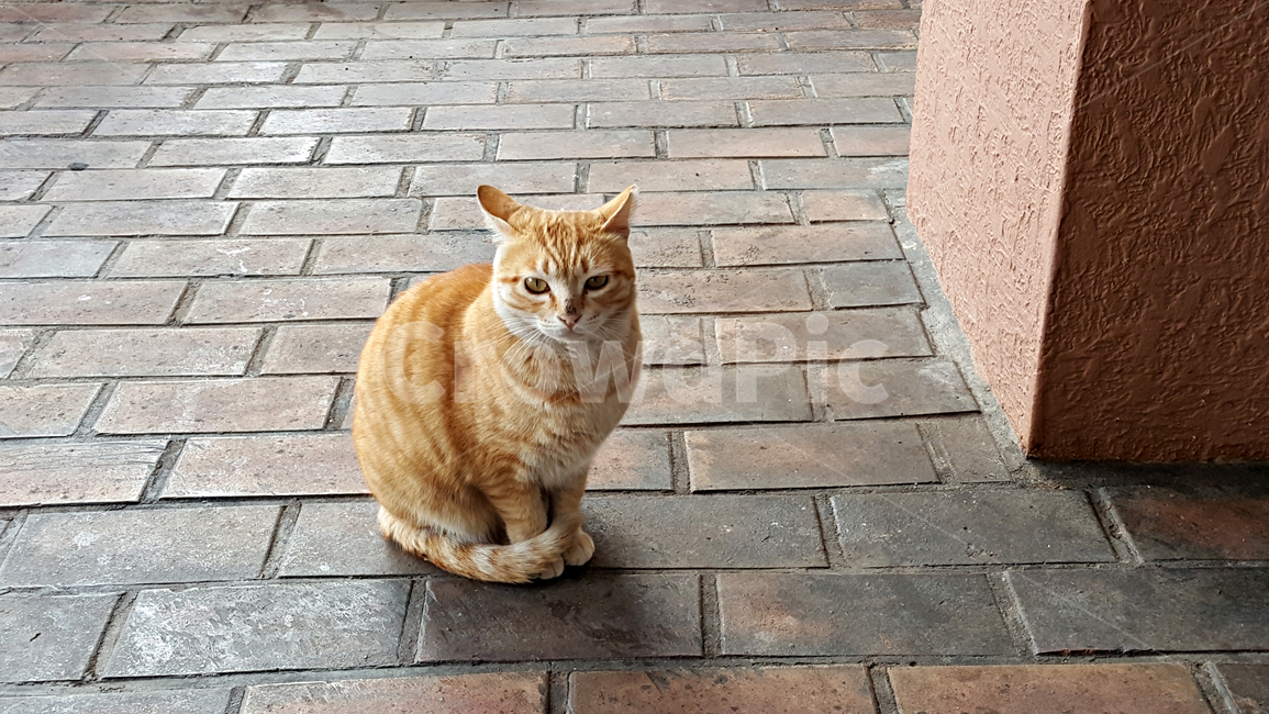 고양이,cat,animal,동물,mammal,포유류,pet,애완동물,동물,animal,포유류,mammal,고양이,cat,kitten,kitty