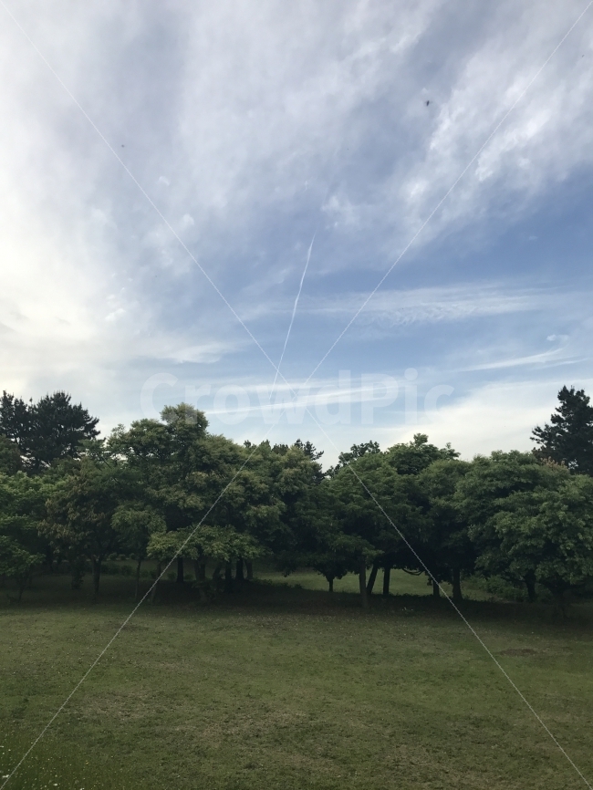 제주도,자연,무보정,나무,숲길,자연,풍경,nature,landscape,grass,잔디,plant,식물,lawn,outdoors,옥외