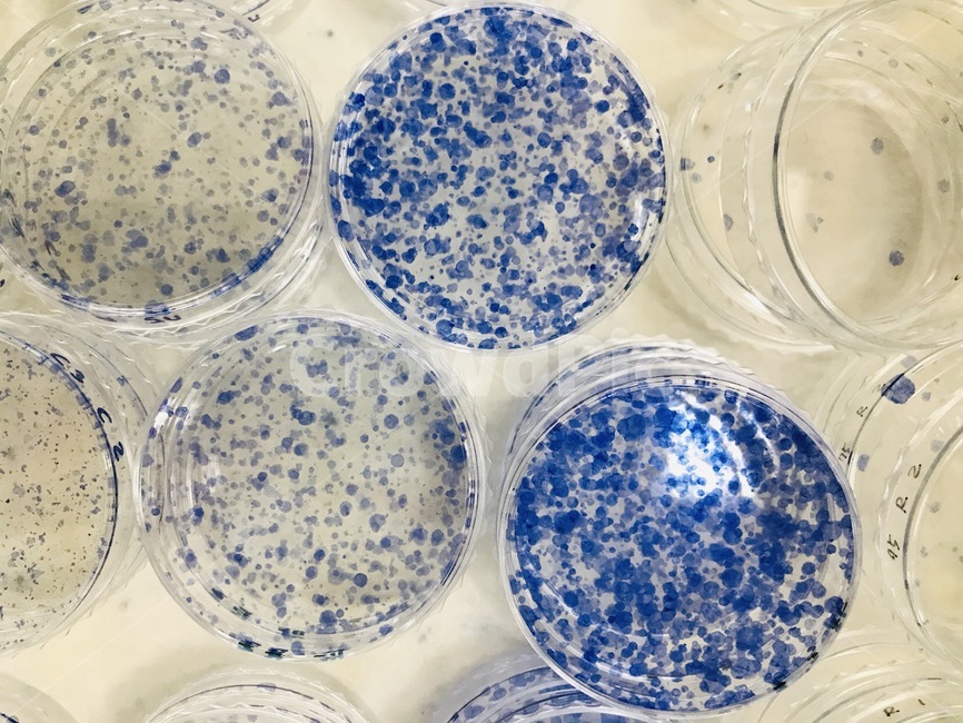 study,scientific research,Academy,staining,Lab,cell,Experiment method,science experiment,laboratory,science