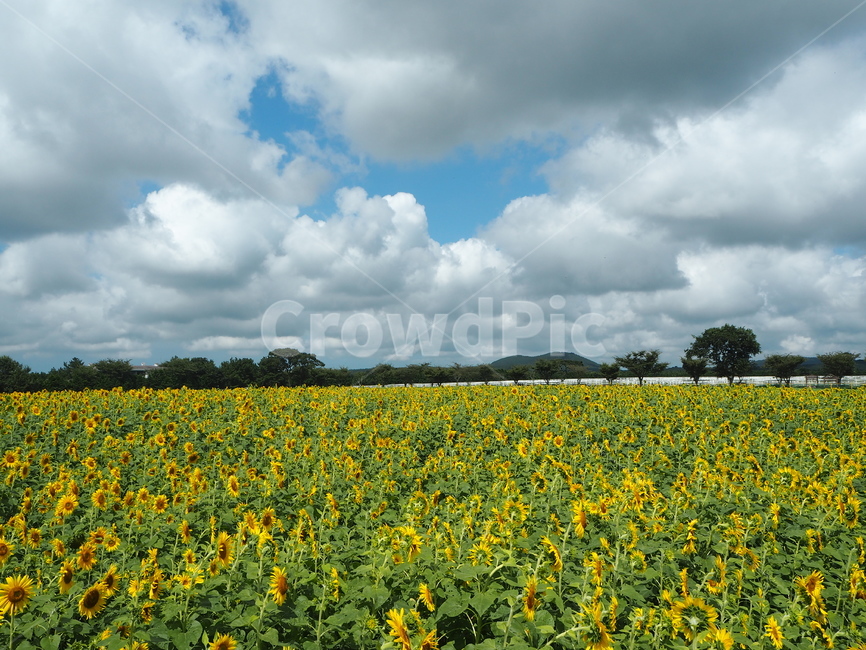field,들,목초지,nature,자연,outdoors,옥외,grassland,해바라기,식물,자연,plants,nature,꽃,flower