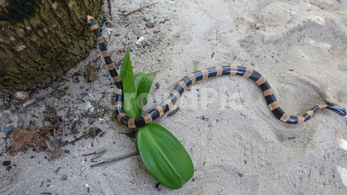 자연,nature,뱀,sand,snake,모래,해변,줄무늬,줄무늬뱀,꽃뱀,물뱀,뉴칼레도니아,파충류,양서류,reptile,amphibian