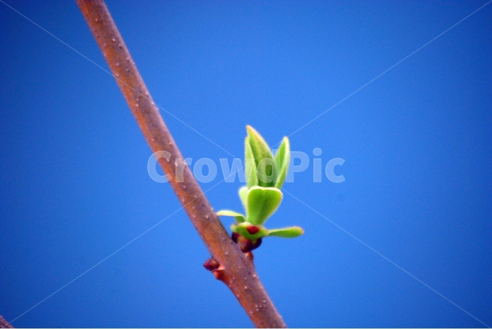 봄,새싹,라일락,향기,새순,그리운,봄,계절,spring,season,식물,자연,plants,nature,sprout,blossom,꽃,bud,싹,plant,flower