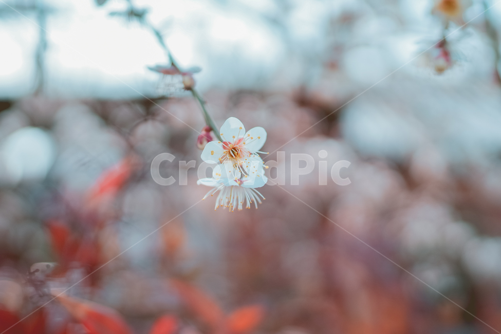 꽃,매화,봄,봄꽃,분홍,봄,계절,spring,season,식물,자연,plants,nature,꽃,flower,감성,sensible,feeling,plant,blossom