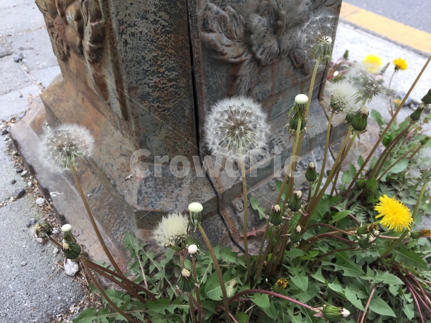 민들레,홀씨,민들레꽃,식물,flower,dandelion,plant,seed