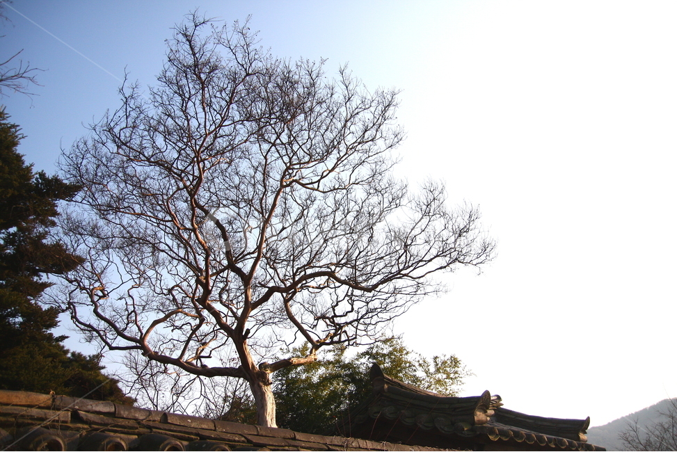 겨울,하늘,나무,나뭇가지,겨울나무,겨울,계절,winter,season,한국전통,한국문화,korean traditional,korean culture,식물,자연,plants,nature,나무,trees,wood,건축물,건물외관,exterior,building,structure,architecture,construction