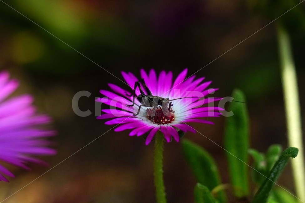 리빙스턴데이지,꽃,플라워,식물,자연,봄,5월,flower,nature,spring,메뚜기,여치,곤충,동물,insect,꽃사진,감성,감성사진,힐링,힐링사진,느낌,분위기,화사한,화사하다,밝은,밝다,싱그러운,싱그럽다,싱싱하다,싱싱한,순수,순수하다,순수한,깨끗한,깨끗하다,깨끗,feel,feeling,식물,자연,plants,nature,곤충,벌레,insect,bug,꽃,flower