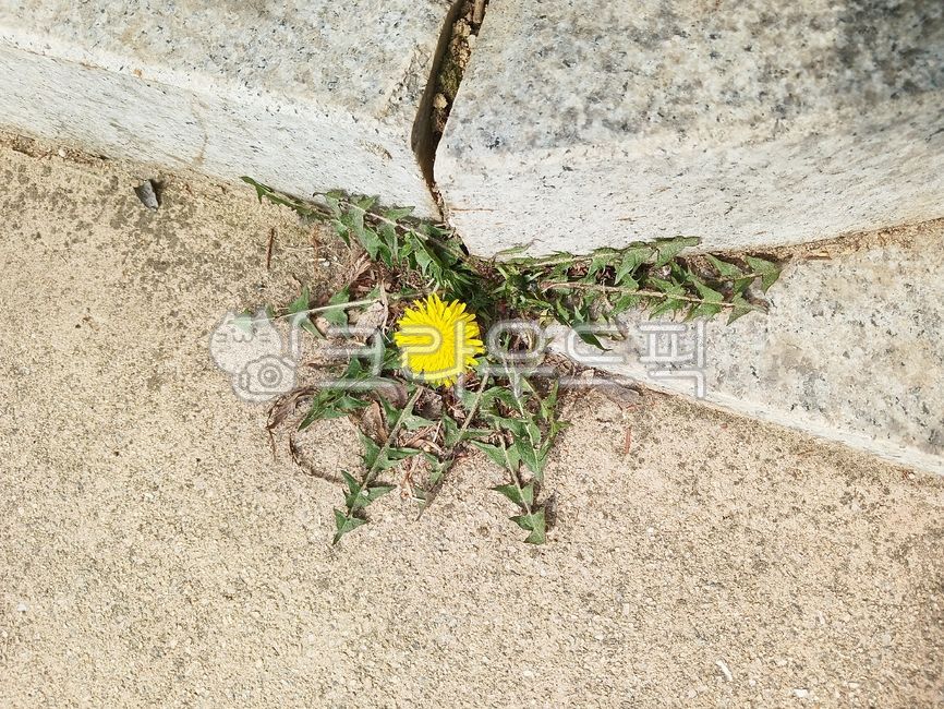 민들레,들꽃,풍매화,활짝핀,flower,꽃