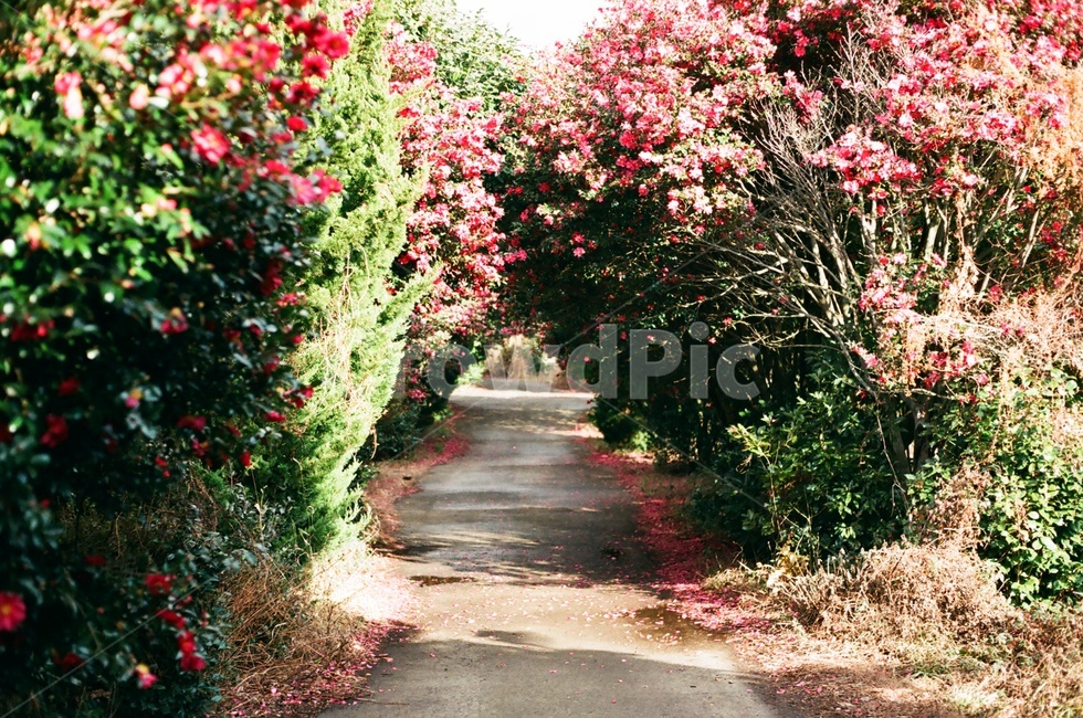 동백,동백꽃,겨울꽃,camellia,camelliaflower,꽃길,자연,풍경,nature,landscape,garden,정원,outdoors,옥외,arbour,정자