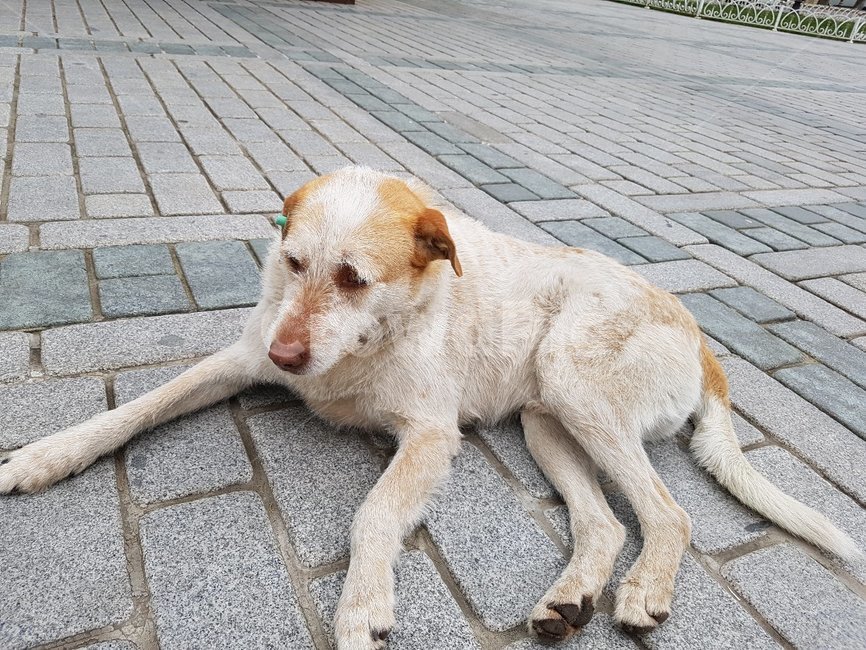 개,유기견,강아지,dog,애완견,터키개,길개,떠돌이개