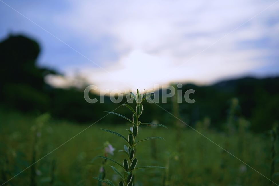 남해,석양,자연,시골,하늘,sky,nature,sunset
