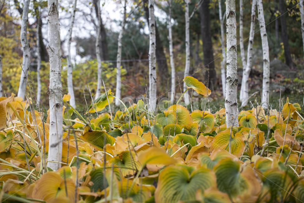 나무,자작나무,자작나무숲,자연,숲,낙엽,가을,가을,계절,fall,autumn,season,식물,자연,plants,nature,나무,trees,wood,plant,tree,leaf,잎