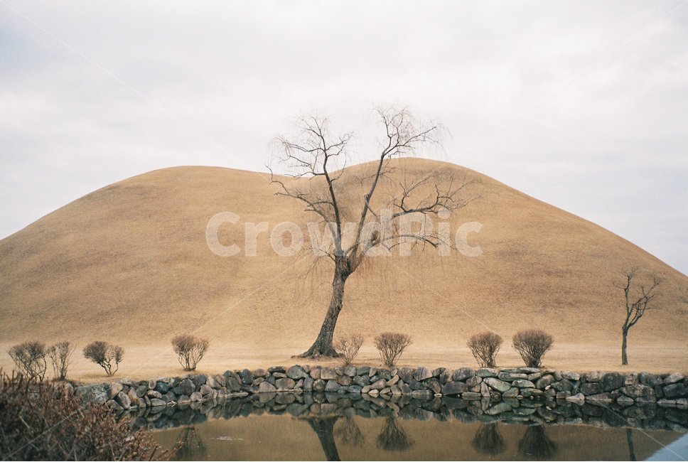 경주,대릉원,나무,고분,가을,풍경,감성,필름카메라,필름,자연,풍경,nature,landscape,한국자연풍경,한국자연경관,korea nature landscape,soil,흙,sand,모래,outdoors,옥외,dune,모래 언덕