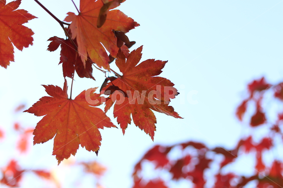 가을,단풍,낙엽,나무,잎,가을,계절,fall,autumn,season,plant,식물,leaf,tree