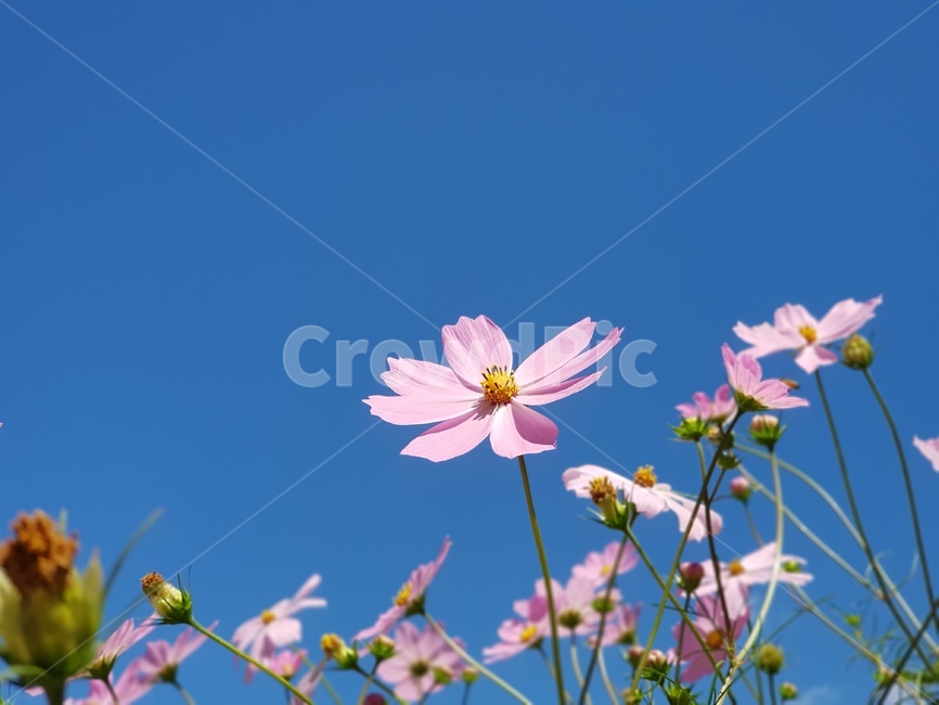 식물,코스모스,꽃,하늘,가을,분홍,식물,자연,plants,nature,꽃,flower
