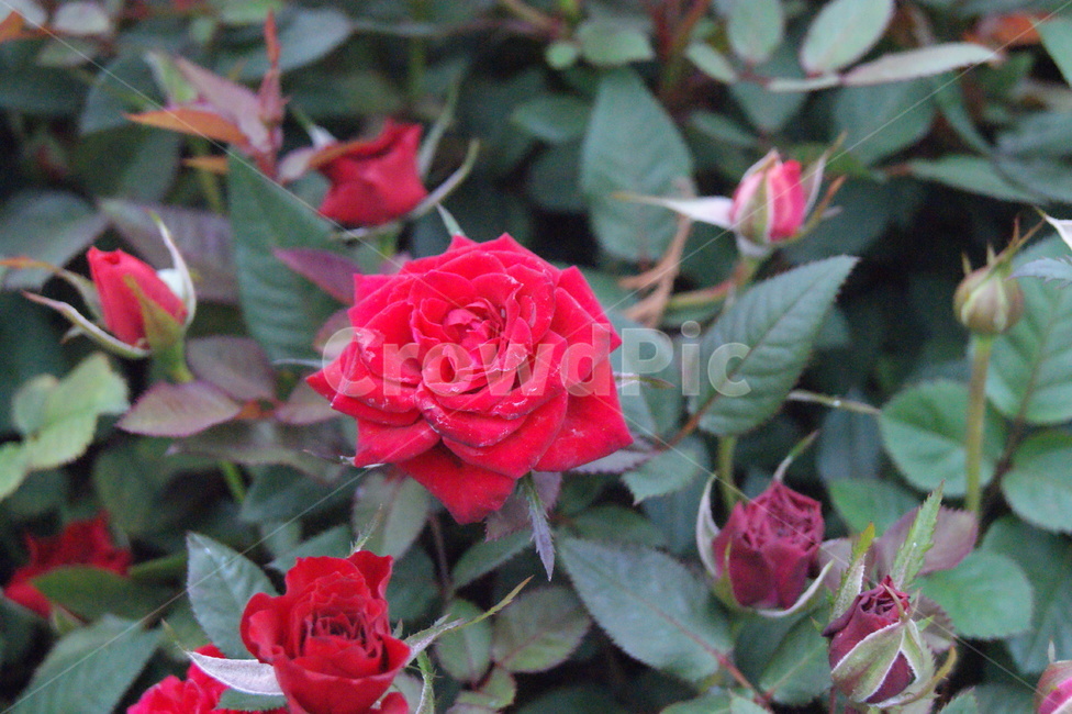 꼼,봄,장미,빨간색,장미꽃,식물,자연,plants,nature,꽃,flower