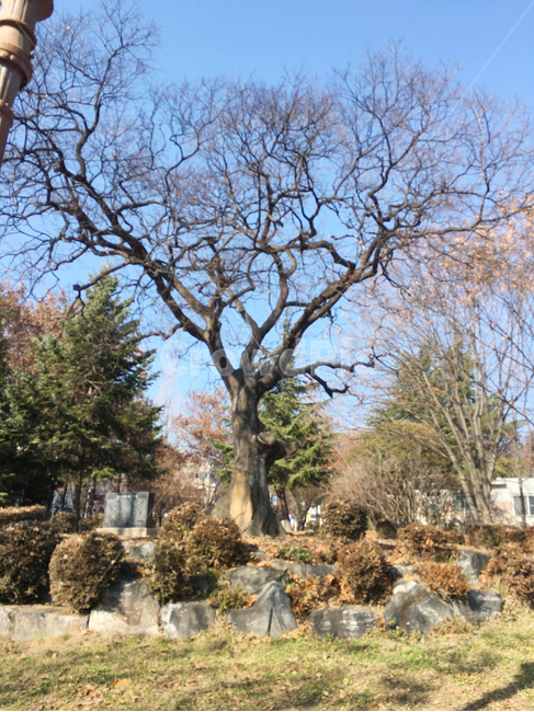풍경,scenery,나무,tree,나무줄기,treetrunk,낙엽,deciduous,잎,leaf,생활,life,공원,park,식물,plant