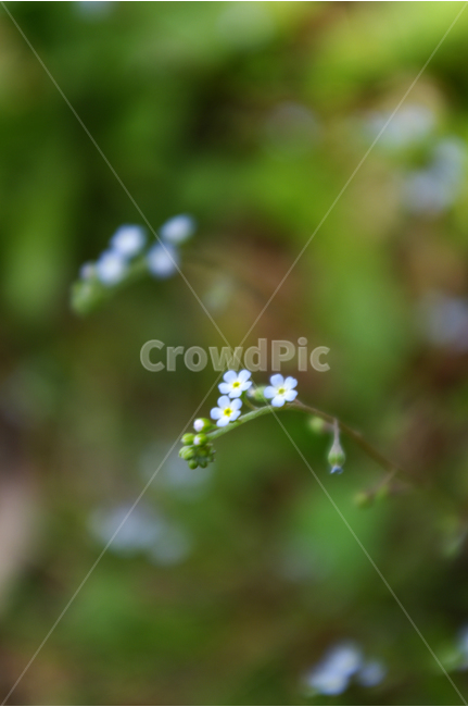 꽃마리,식물,flower,plants,nature,꽃,color,식물,자연,plants,nature,꽃,flower