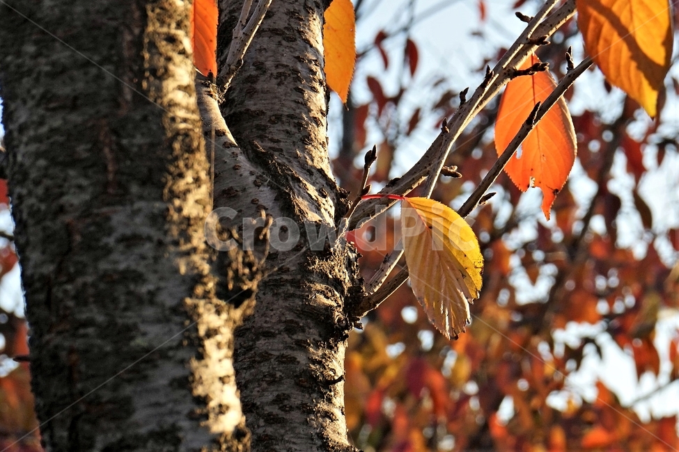 가을,단풍,잎,나무,자연,역광,갈색,붉은색,늦가을,autumn,fall,nature,backlight,leaves,brown,red,sky,가을,계절,fall,autumn,season,plant,식물,leaf,tree