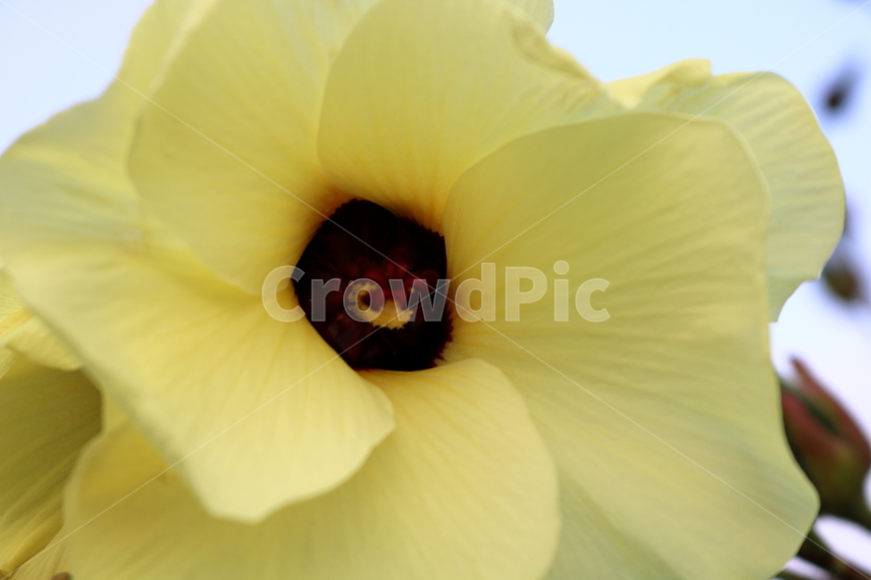 닥풀,꽃,닥풀꽃,식물,자연,황추규,황촉규,아욱과,식물,자연,plants,nature,꽃,flower