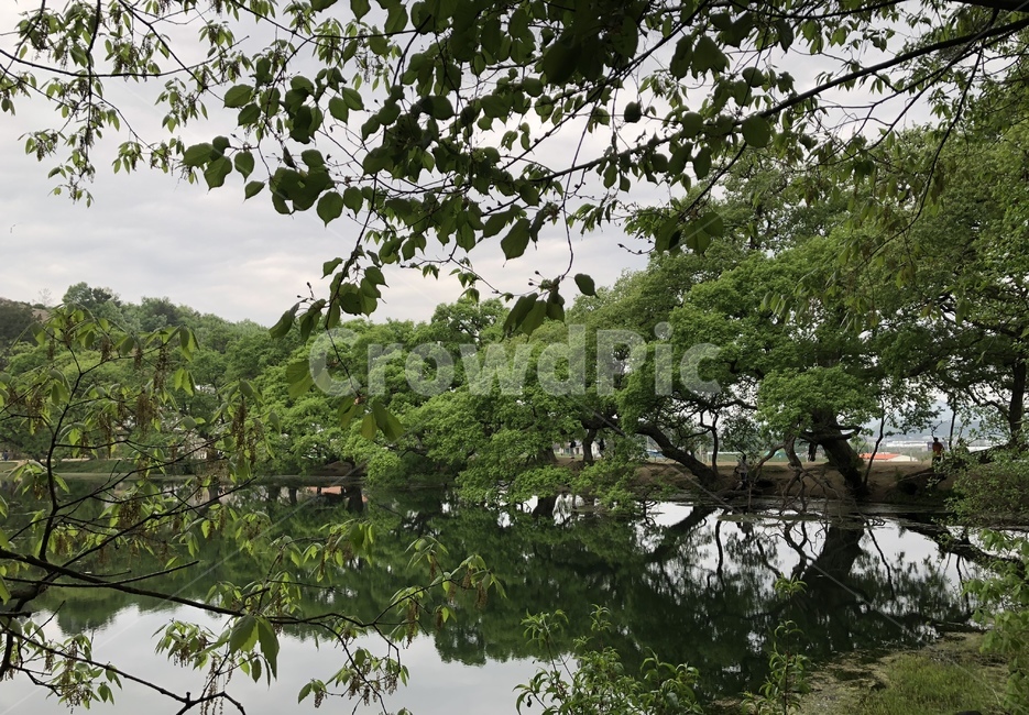 나무,tree,식물,자연,water,강,river