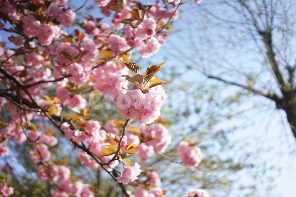 벚꽃,꽃,핑크,자연,하늘,봄,계절,spring,season,식물,자연,plants,nature,꽃,flower,plant,blossom