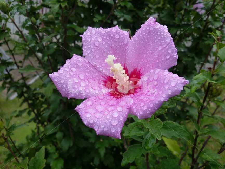 식물,꽃,flower,plant,무궁화,식물,자연,plants,nature,꽃,flower