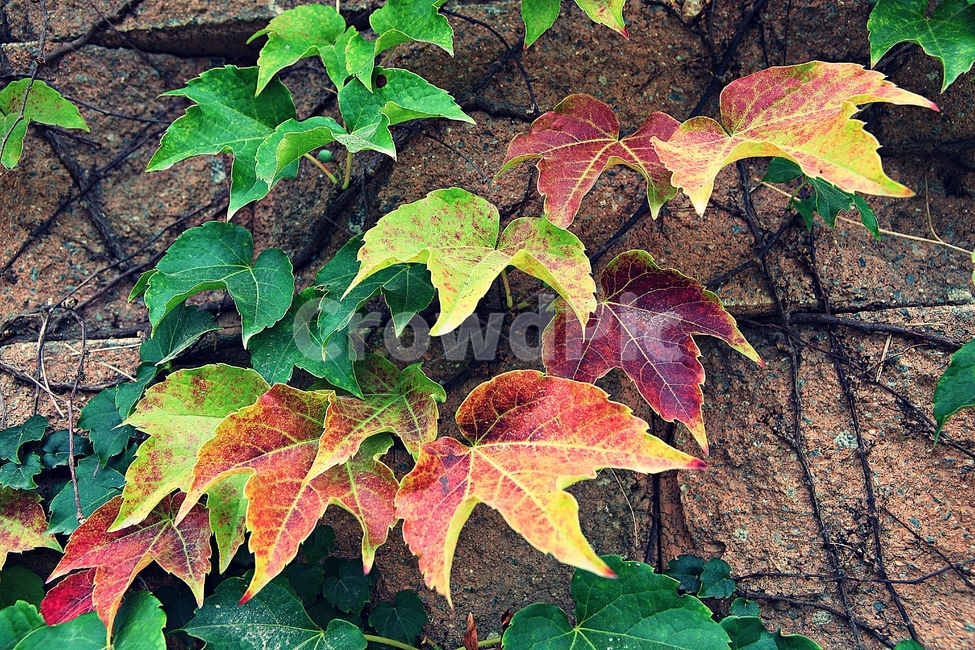 단풍,붉은색,색감,색깔,식물,자연,넝쿨식물,잎,가을,계절,fall,autumn,season,식물,자연,plants,nature,plant,leaf,tree,나무