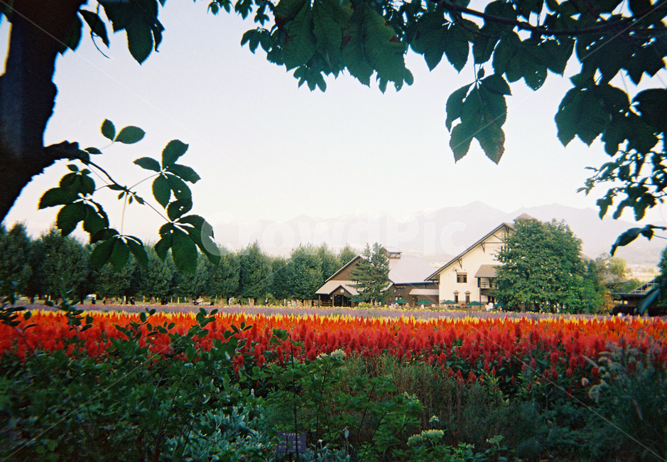 plant,식물,시키사이노오카,일본,홋카이도,관광지,자연,flower,꽃,패치워크,풍경,경관,장관,nature,팜도미타,라일락,자연,풍경,nature,landscape