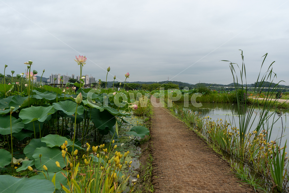 관곡지,연꽃,길,여름,흐림,날씨,경기도,시흥,저수지,호수,아침,자연,풍경,nature,landscape,도시,city