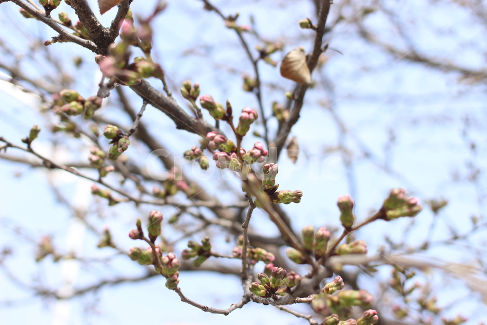 벚꽃,봉우리,개화,봄,사쿠라,인천대공원,자연,풍경,nature,landscape,꽃,flower,나무,trees,wood,plant,식물,sprout,새싹,bud,싹,blossom