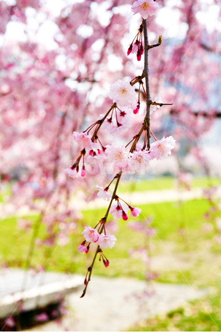 봄,봄꽃,벚꽃,분홍색,꽃구경,사쿠라,나무,자연,힐링,봄,계절,spring,season,식물,자연,plants,nature,꽃,flower,plant