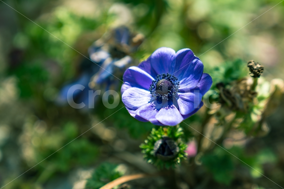 꽃,자연,풍경,flower,식물,초록,파랑,식물,자연,plants,nature,꽃,flower
