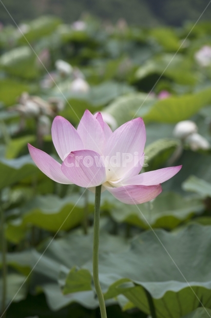 연꽃,연,연잎,수련,꽃,사진,단독사진,디자인,소스,포토,사진자료,배경,배경사진,백그라운드,한국,동양,아시아,전통,풍경,자연,환경,실외,낮,아침,식물,봉오리,꽃봉오리,잎,꽃잎,6월,7월,여름꽃,꽃밭,아웃포커스,접사,근접,여름,녹색,야외,연꽃밭,핑크,분홍,빨강,빨간색,하얀색,레드,화이트,식물,자연,plants,nature,꽃,flower