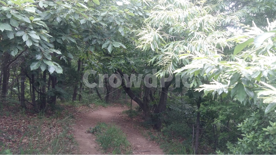 향적산,등산,숲,나무,산책,자연,풍경,nature,landscape,path,통로,outdoors,옥외,garden,정원,arbour,정자