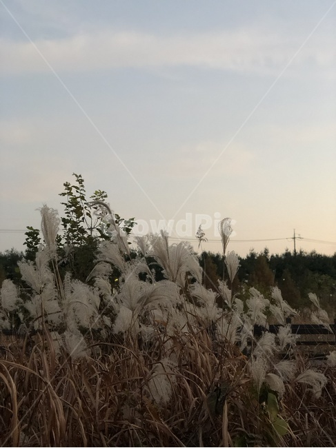 억새,억새풀,가을,노을,fall,가을,계절,fall,autumn,season,자연,풍경,nature,landscape,grass,잔디,plant,식물,lawn,reed,갈대