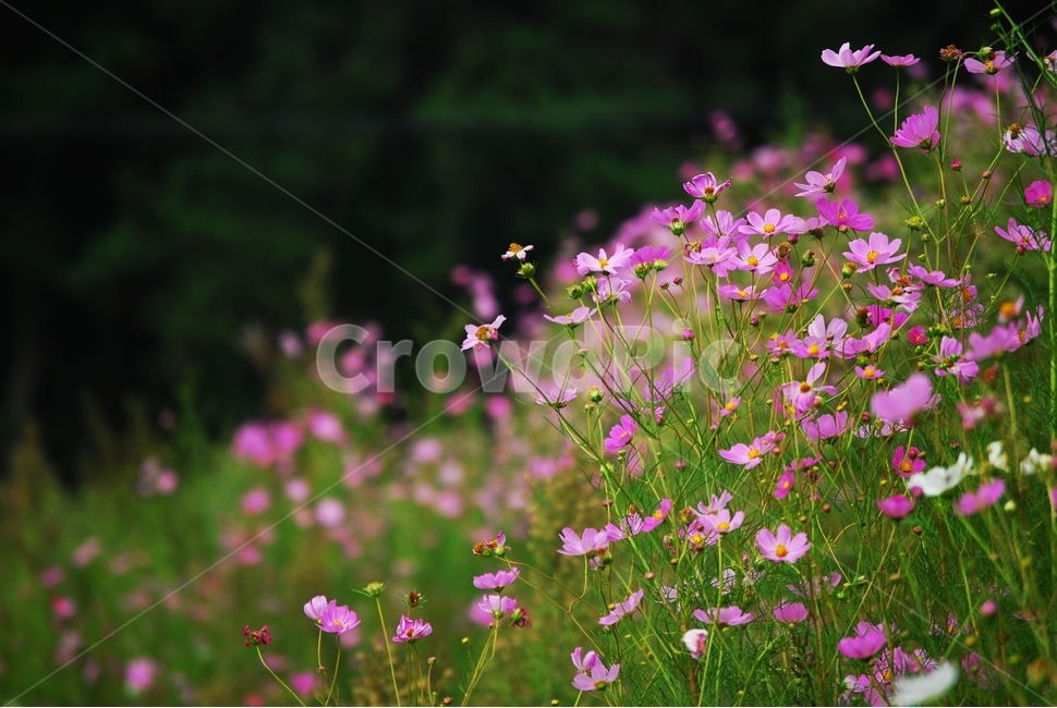 코스모스,가을,논둑,가을꽃,순정,가을,계절,fall,autumn,season,식물,자연,plants,nature,꽃,flower,plant,blossom,geranium,제라늄